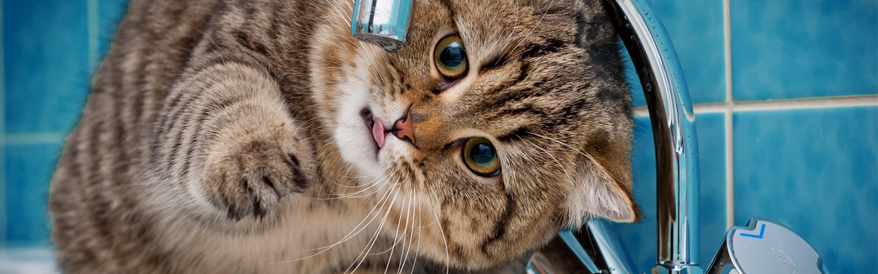 cat_water